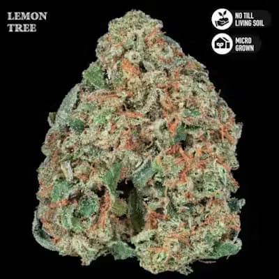 Lemon Tree - 3.5 g